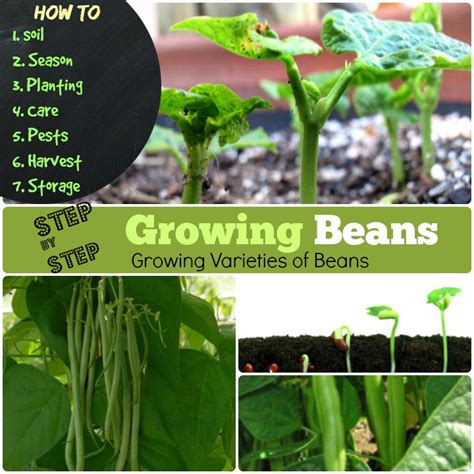 are legumes inexpensive to cultivate